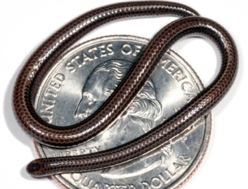 Mažiausia gyvatė pasaulyje – vos 10 cm ilgio