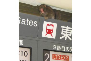 Dėl makakos Tokijuje kilo sąmyšis