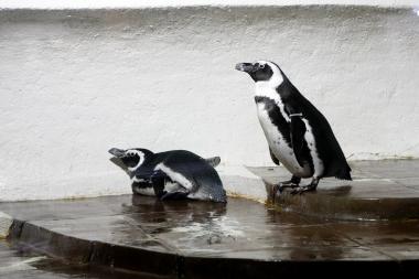 Jūrų muziejuje – pingvinų meilės giesmės