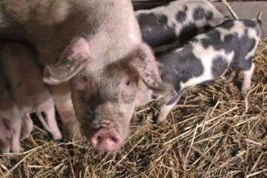 Kiaulių maro virusas galėjo būti paskleistas tyčia