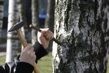 Trūksta cukraus ar kalio – gerkite beržo sulą