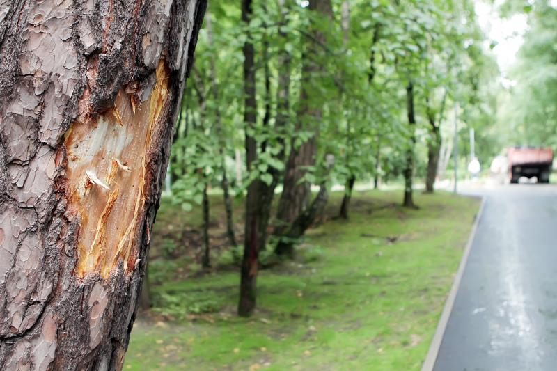 Klaipėdos poilsio parke – sužaloti medžiai