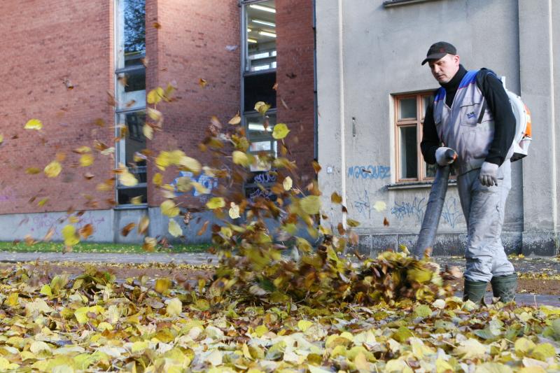 Palangos komunalininkai pelnosi iš sutrešusių lapų