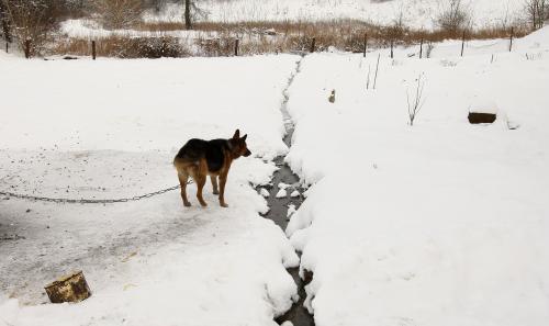 Palemone  fekalijos  liejasi  laisvai   