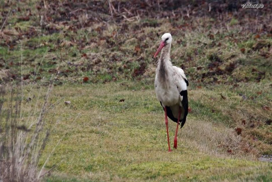 Gyvūnų globos namuose – žiemojančių gandrų išdaigos