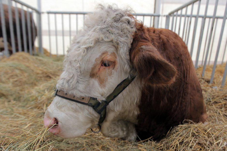 Kokių staigmenų šįkart paruošė „AgroBalt