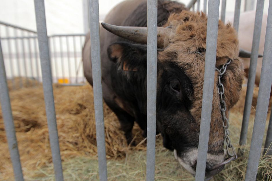 Kokių staigmenų šįkart paruošė „AgroBalt