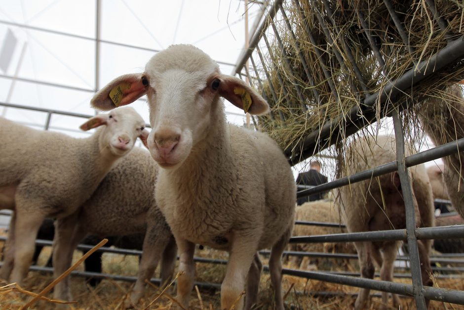 Kokių staigmenų šįkart paruošė „AgroBalt