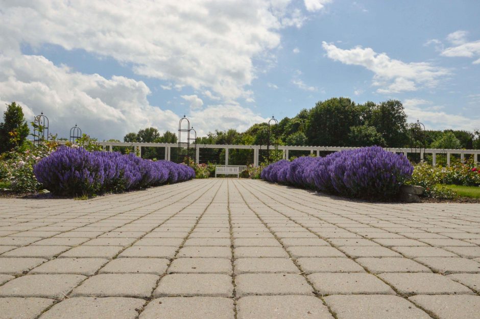 Botanikos sodo rožyne akį traukia netikėti deriniai