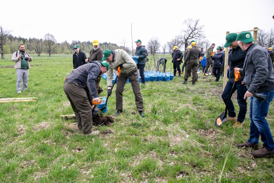 Neeilinė šventė – Rumšiškėse pasodinti šimtamečių ąžuolų klonai