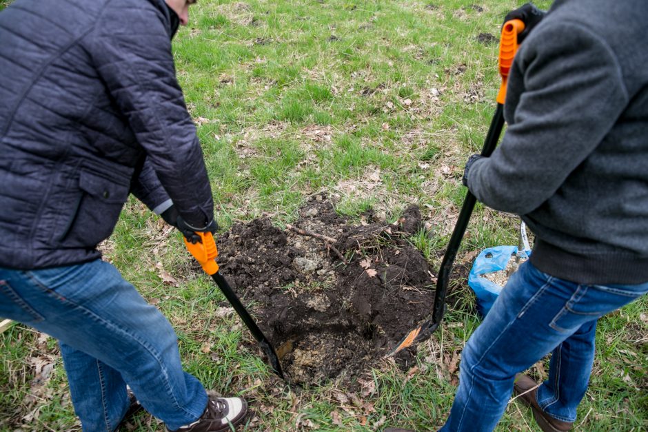 Neeilinė šventė – Rumšiškėse pasodinti šimtamečių ąžuolų klonai