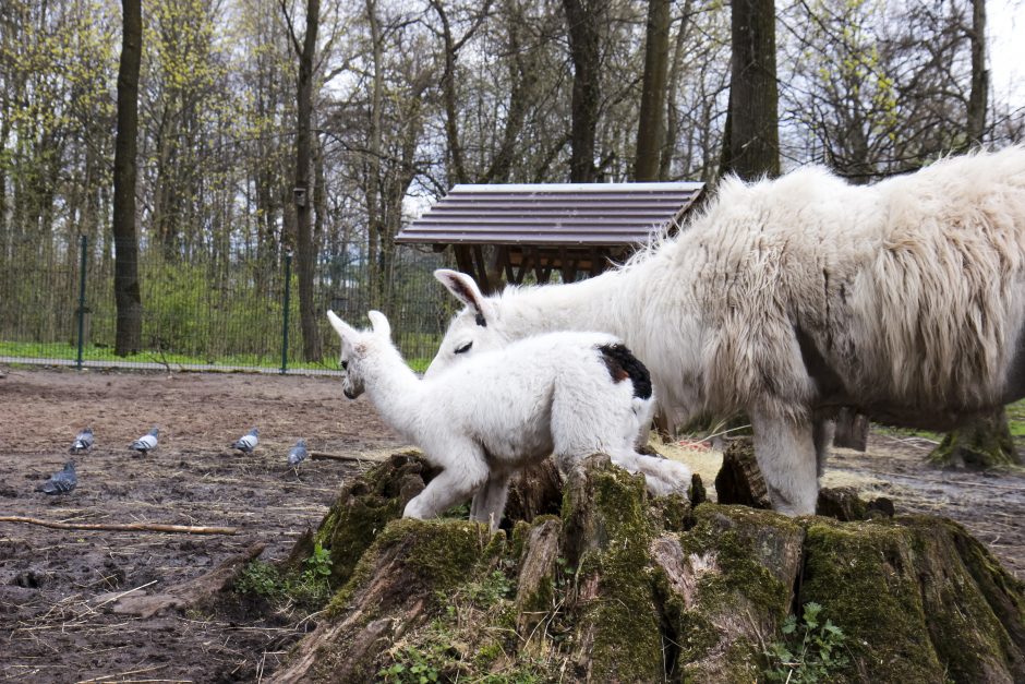 Zoologijos sode – jauniklė, gimusi juokų ir melagių dieną