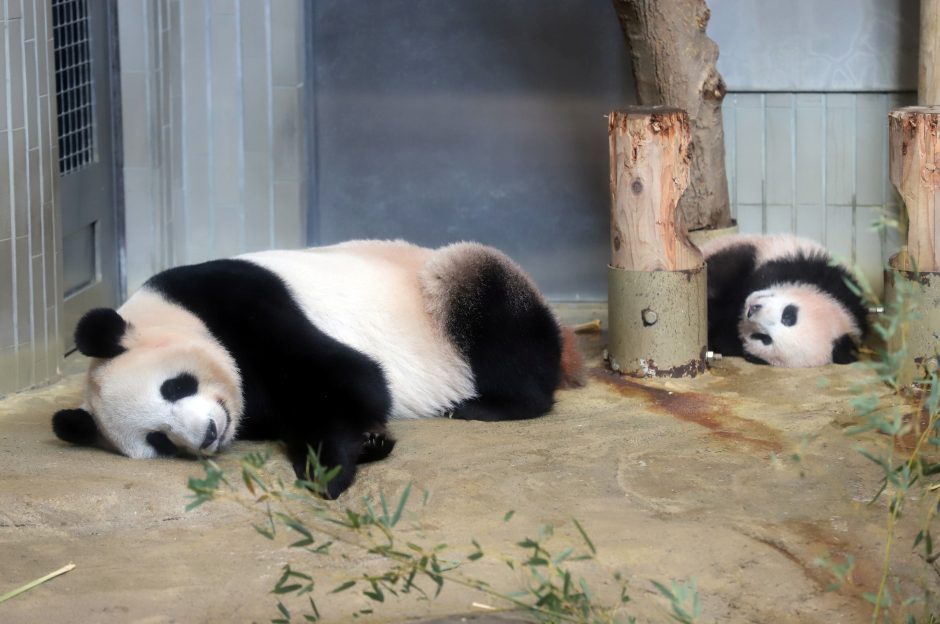 Mažylė panda pirmą kartą debiutavo prieš kameras