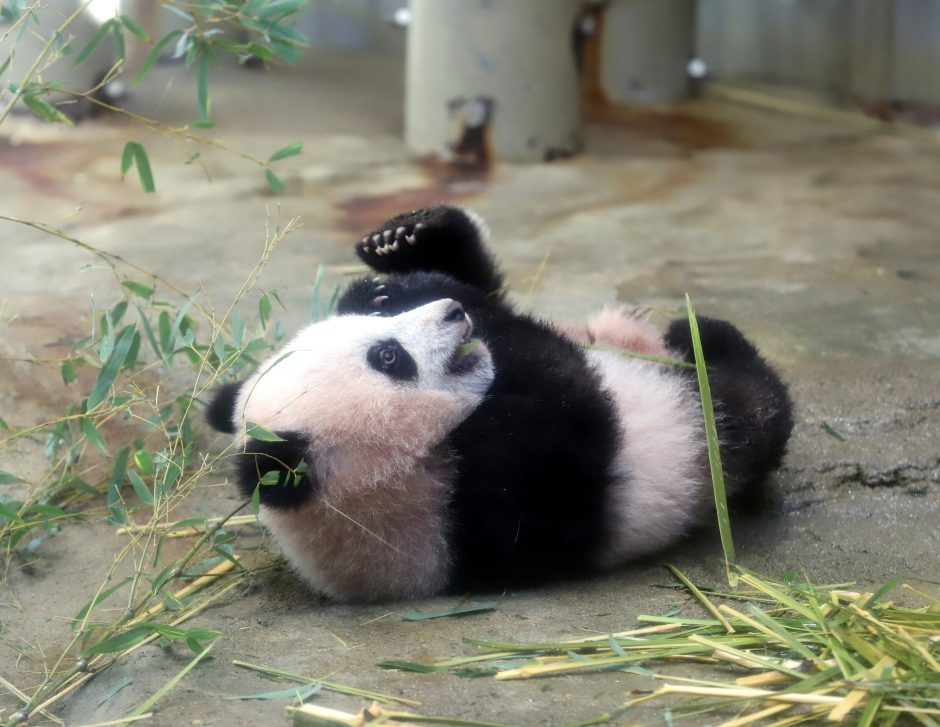 Mažylė panda pirmą kartą debiutavo prieš kameras