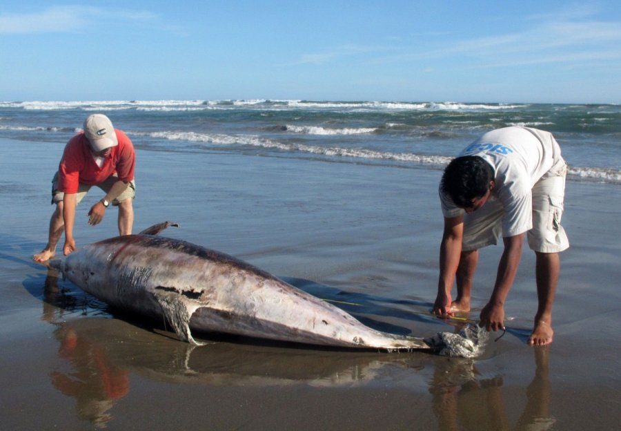 Kas kaltas dėl Atlante gaištančių delfinų - teršalai ar plintanti epidemija?