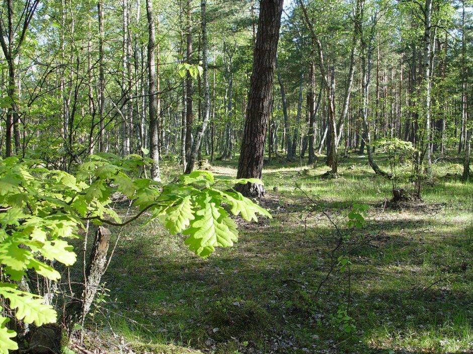 Kauno rajone dingo moteris, dviračiu išvažiavusi uogauti 