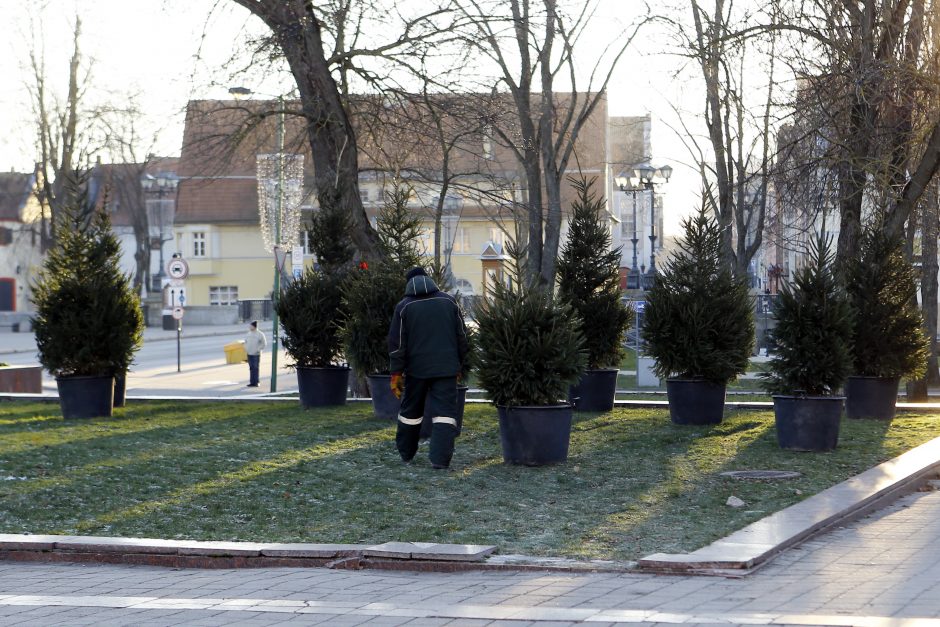 Pamatykite pirmieji: Atgimimo aikštėje išdygo eglučių miškas