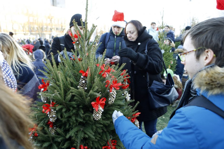 Pamatykite pirmieji: Atgimimo aikštėje išdygo eglučių miškas