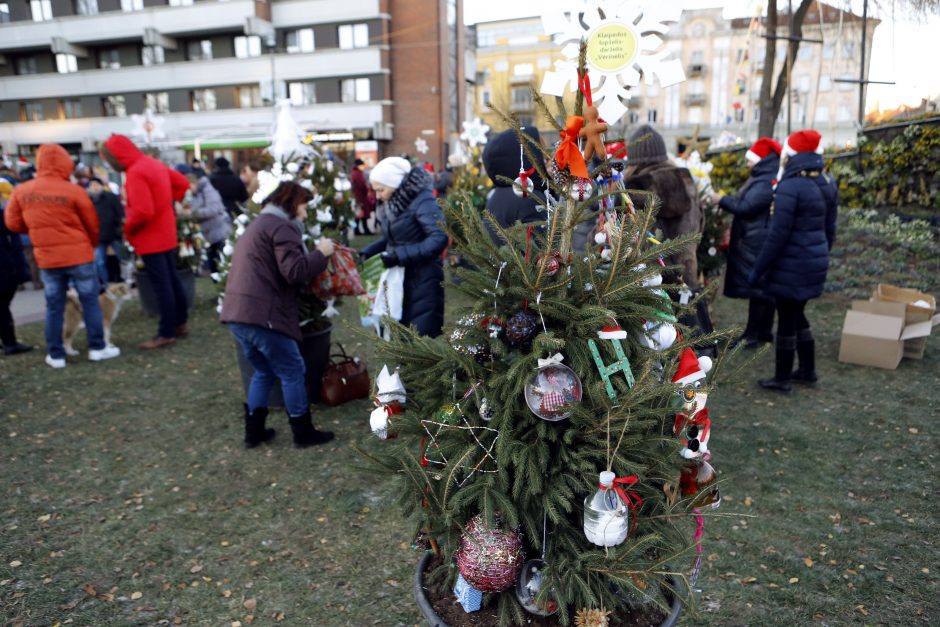 Pamatykite pirmieji: Atgimimo aikštėje išdygo eglučių miškas