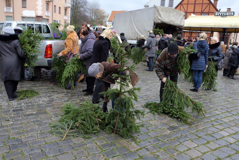 Klaipėdiečiai plūdo pasiimti eglių šakų