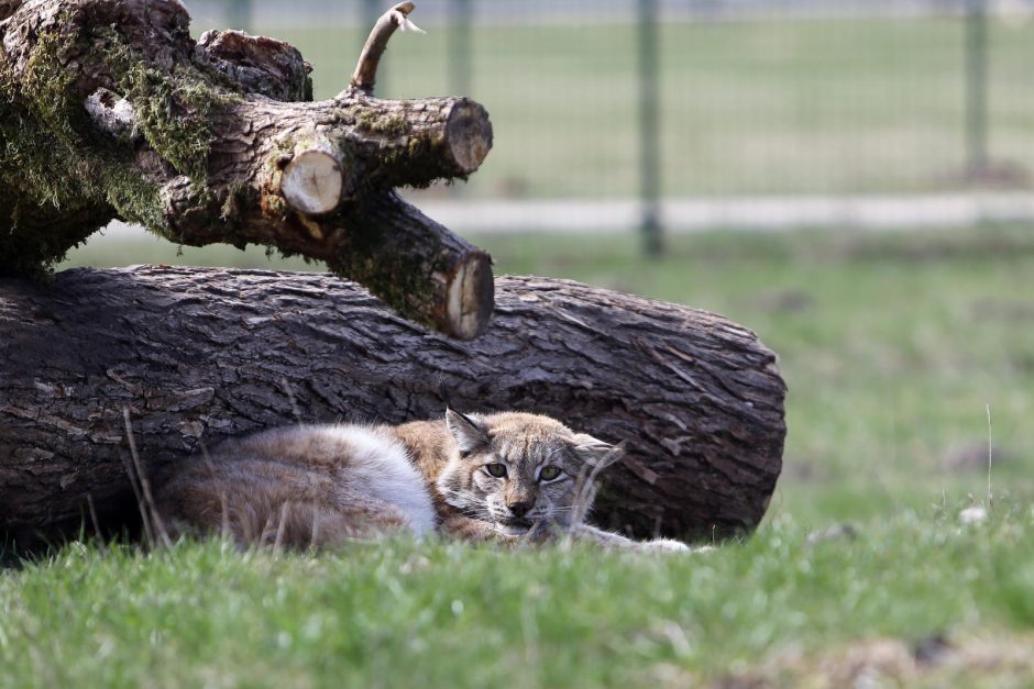 Zoologijos sode – nauji gyventojai