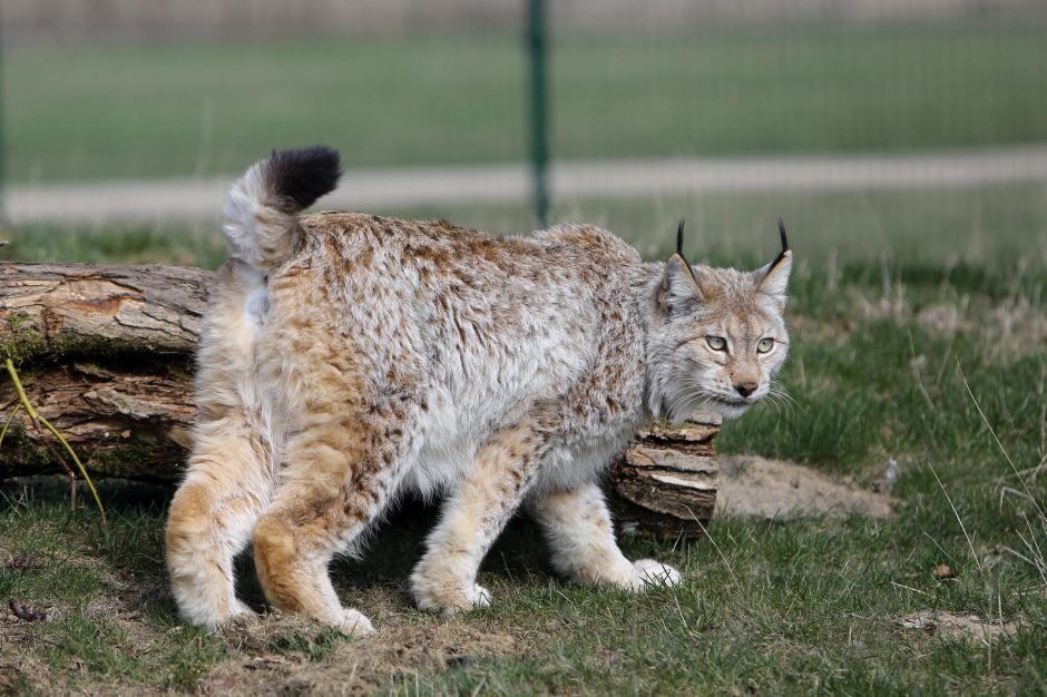 Zoologijos sode – nauji gyventojai