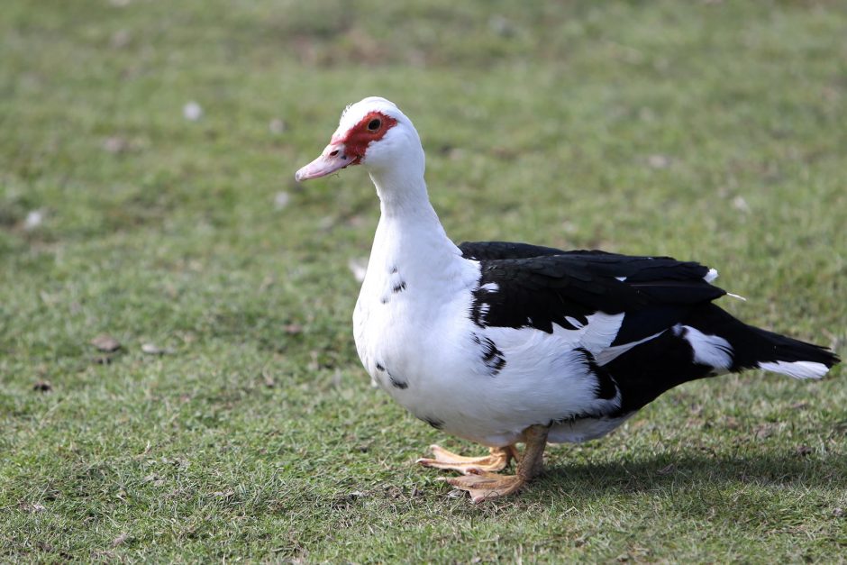 Zoologijos sode – nauji gyventojai