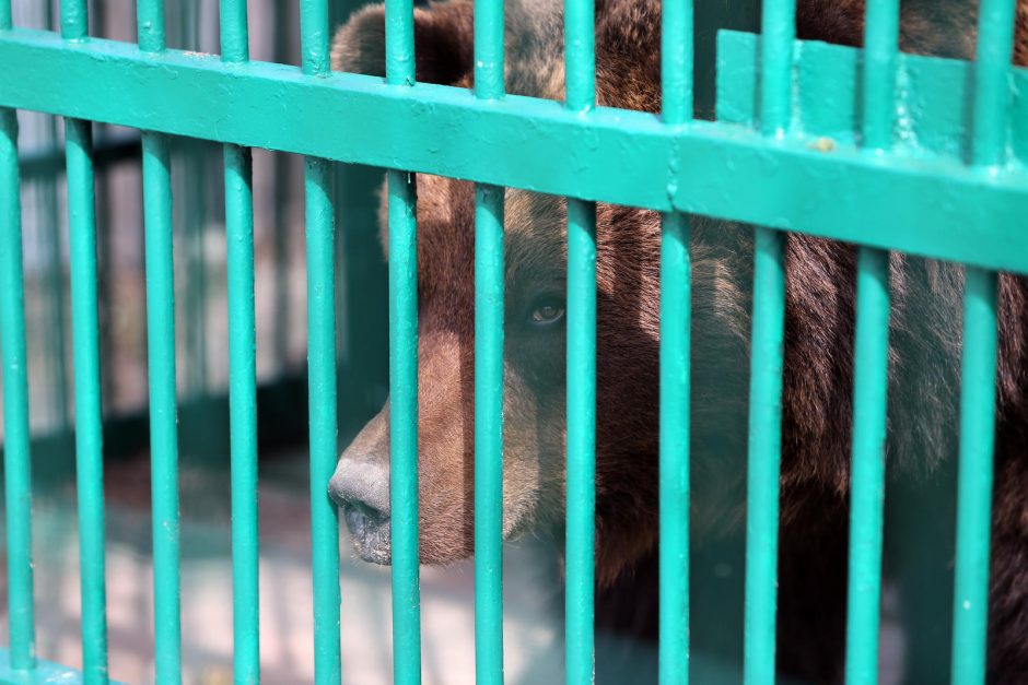 Zoologijos sode – nauji gyventojai