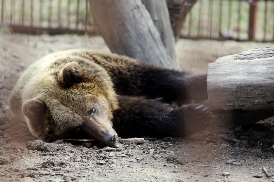 Zoologijos sode – nauji gyventojai