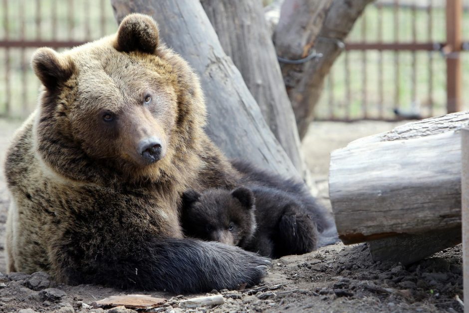 Zoologijos sode – nauji gyventojai