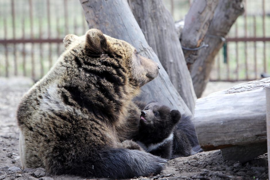 Zoologijos sode – nauji gyventojai