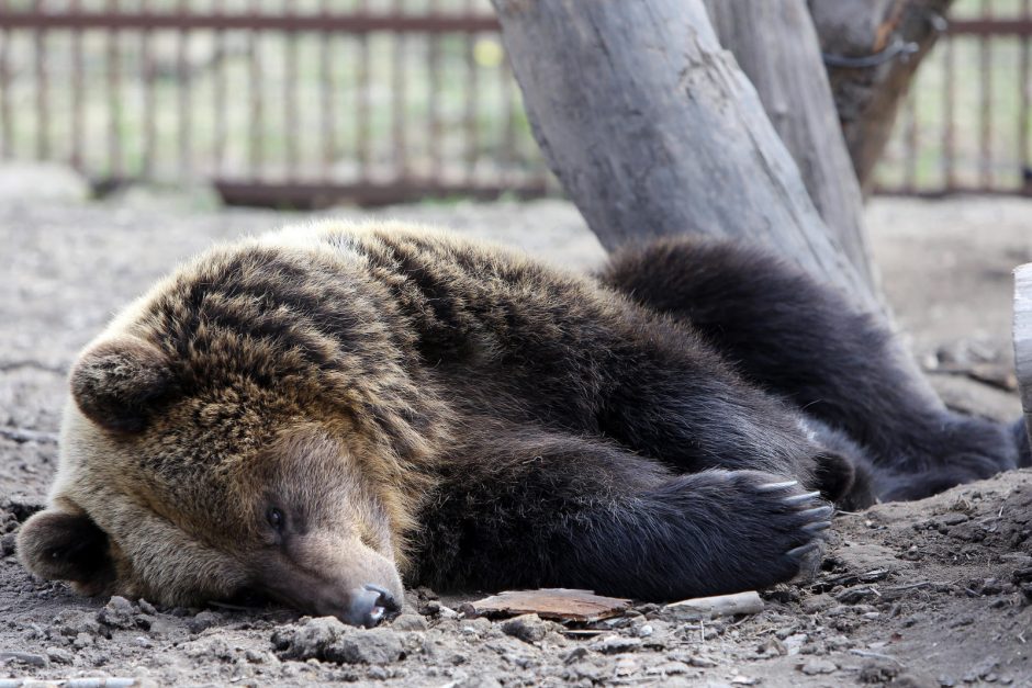 Zoologijos sode – nauji gyventojai