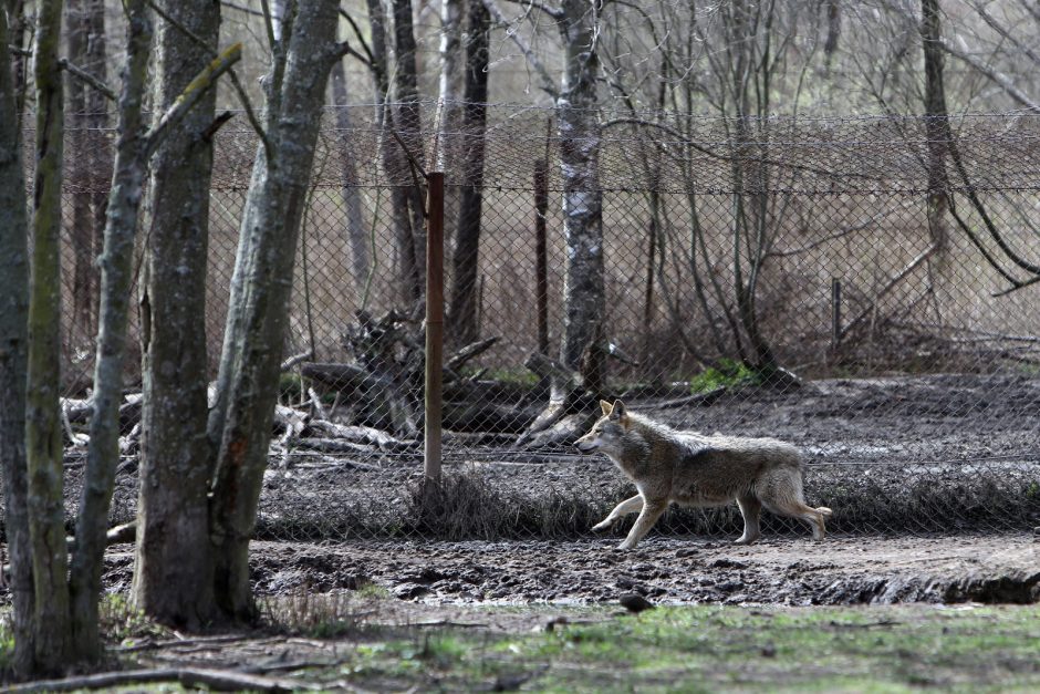 Zoologijos sode – nauji gyventojai