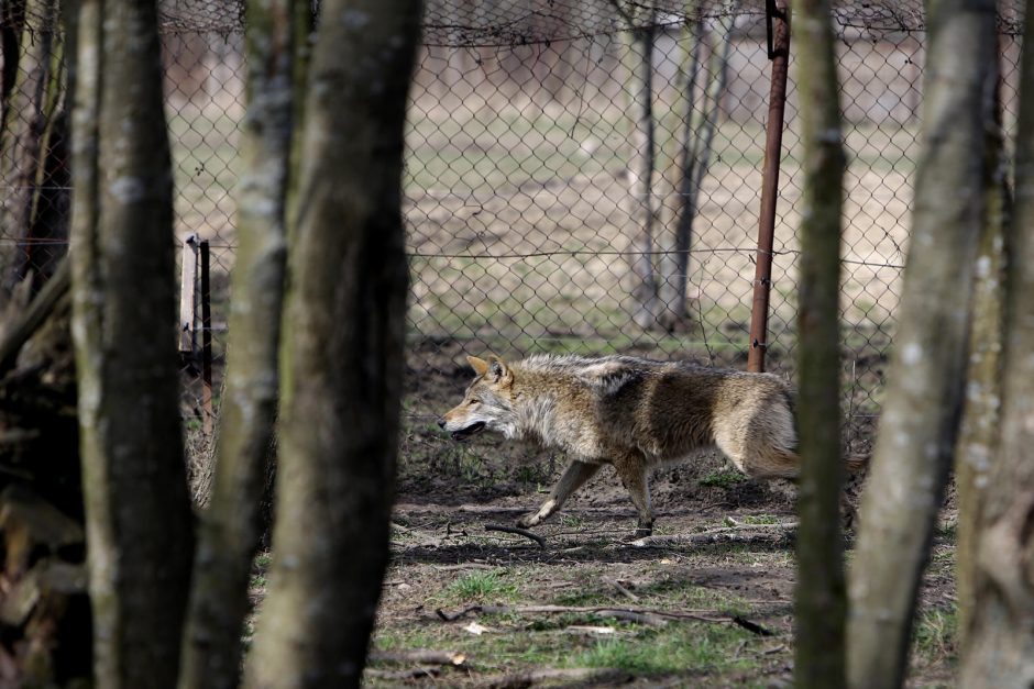 Zoologijos sode – nauji gyventojai