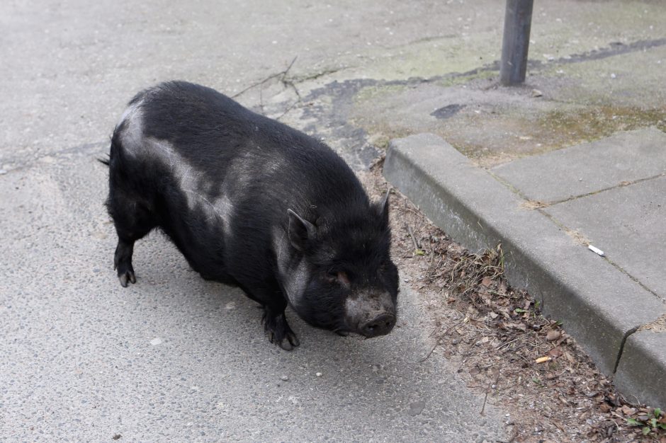 Miesto vaizdelis: po Žvejybos uostą marširavo paršiukas