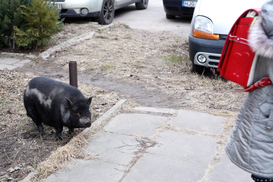 Miesto vaizdelis: po Žvejybos uostą marširavo paršiukas