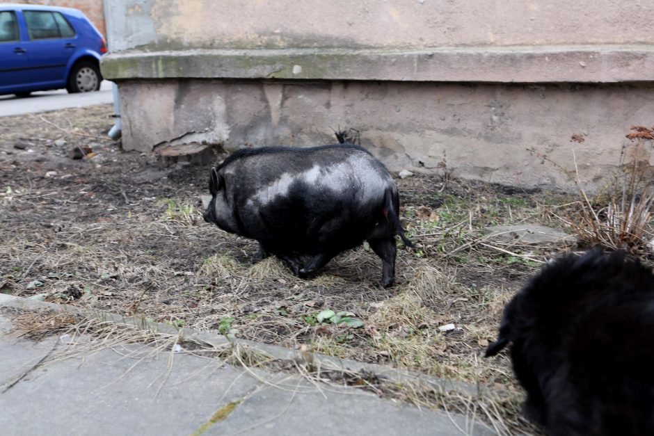 Miesto vaizdelis: po Žvejybos uostą marširavo paršiukas