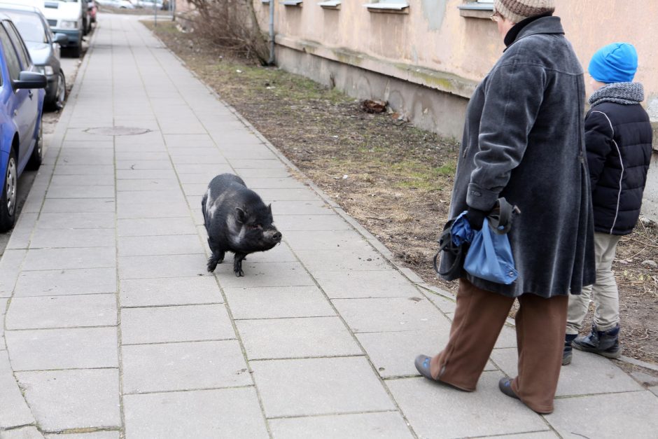 Miesto vaizdelis: po Žvejybos uostą marširavo paršiukas