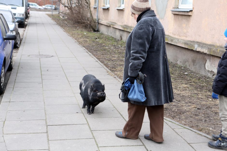 Miesto vaizdelis: po Žvejybos uostą marširavo paršiukas