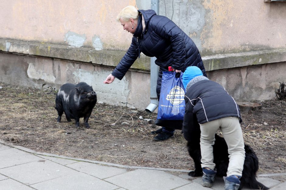 Miesto vaizdelis: po Žvejybos uostą marširavo paršiukas