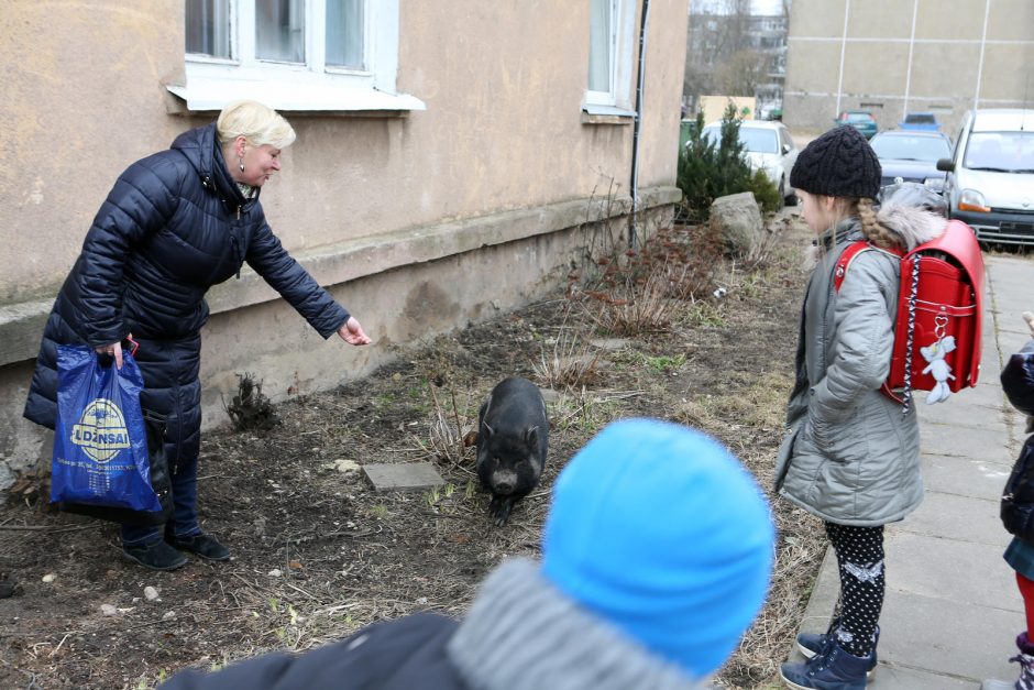 Miesto vaizdelis: po Žvejybos uostą marširavo paršiukas