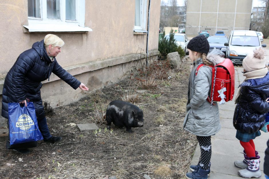 Miesto vaizdelis: po Žvejybos uostą marširavo paršiukas