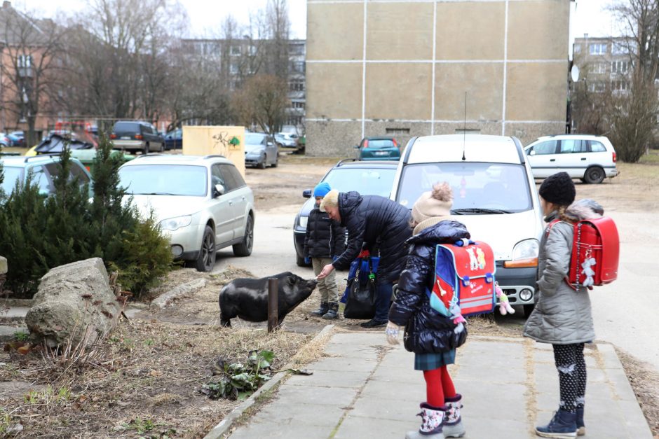 Miesto vaizdelis: po Žvejybos uostą marširavo paršiukas