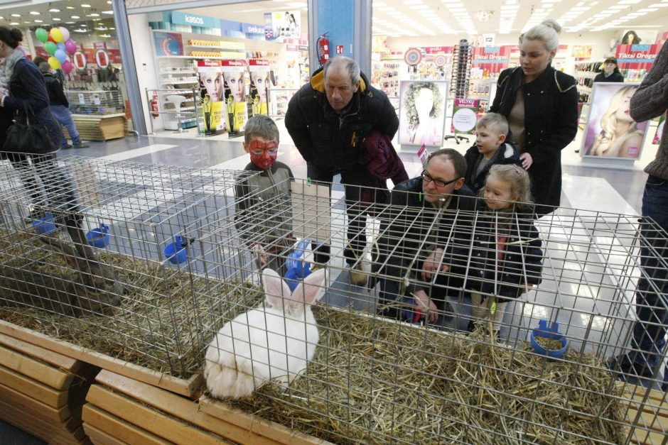 Klaipėdiečiai traukė į triušių parodą