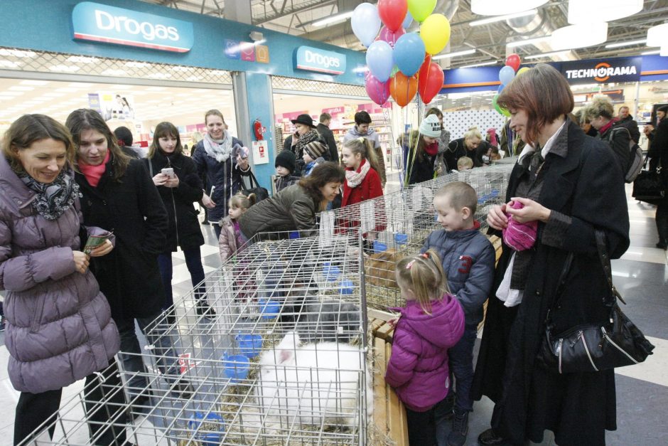 Klaipėdiečiai traukė į triušių parodą