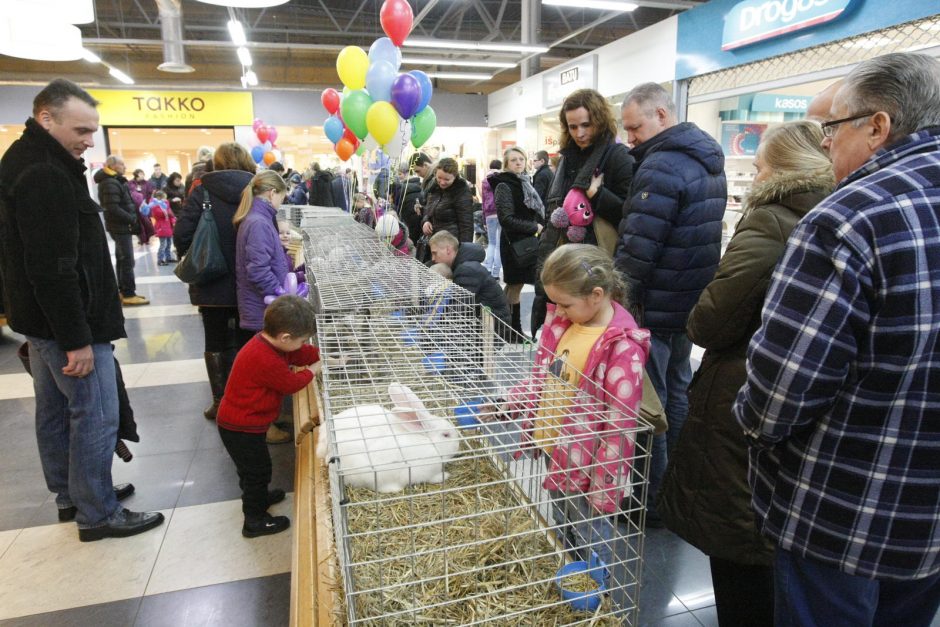 Klaipėdiečiai traukė į triušių parodą