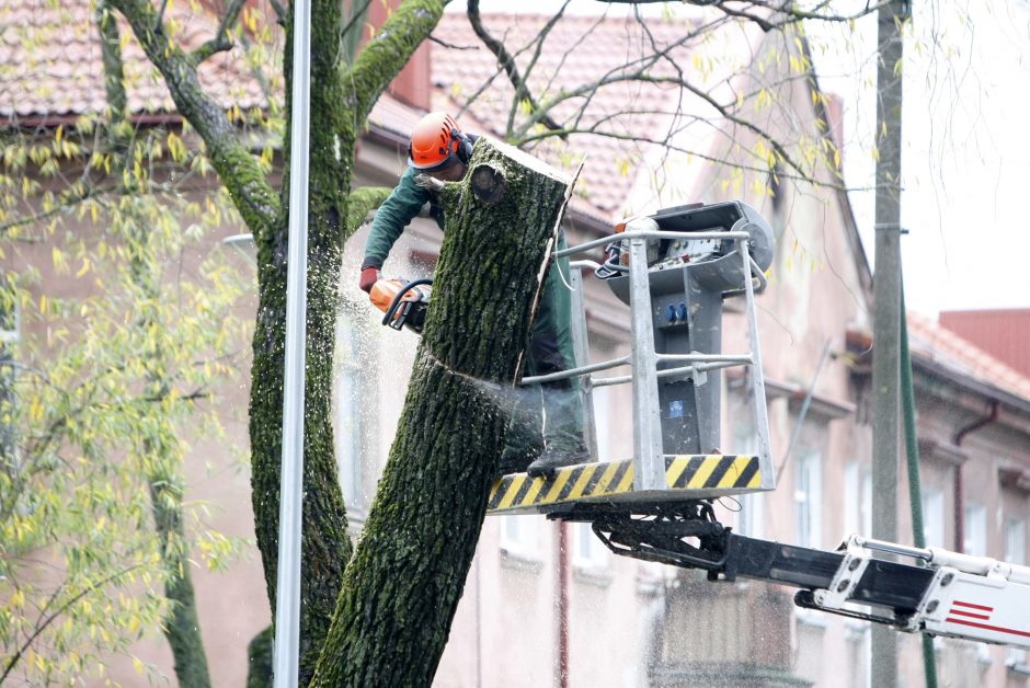 Per plauką nuo nelaimės: virsdamas medis vos nesužalojo klaipėdiečių