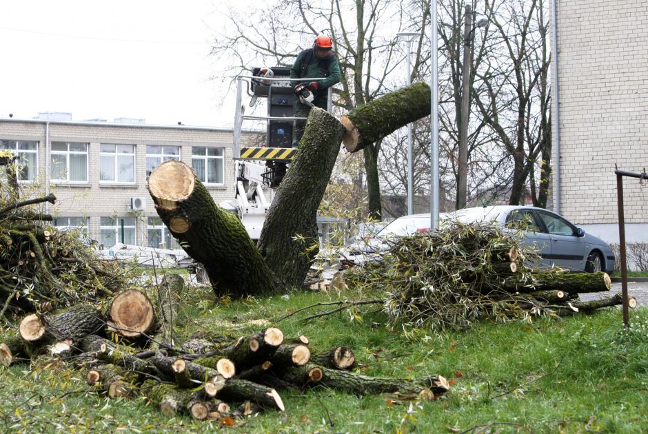 Per plauką nuo nelaimės: virsdamas medis vos nesužalojo klaipėdiečių