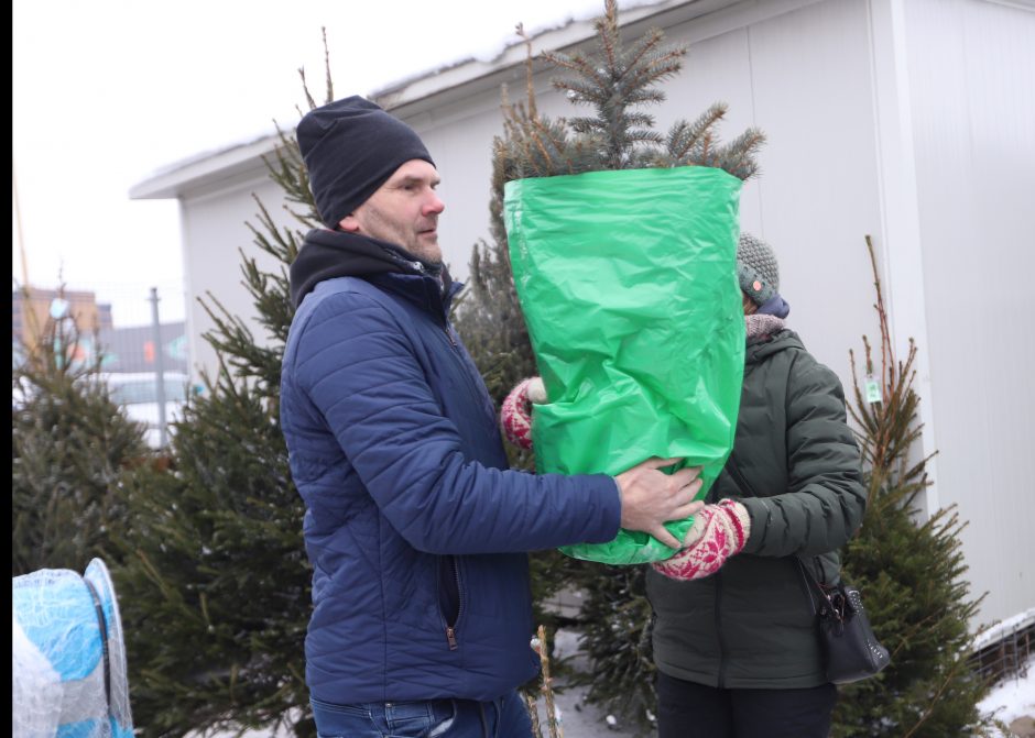 Tikros eglutės paieškos: reikia pigesnės, gražios ir talpinančios daug dovanų