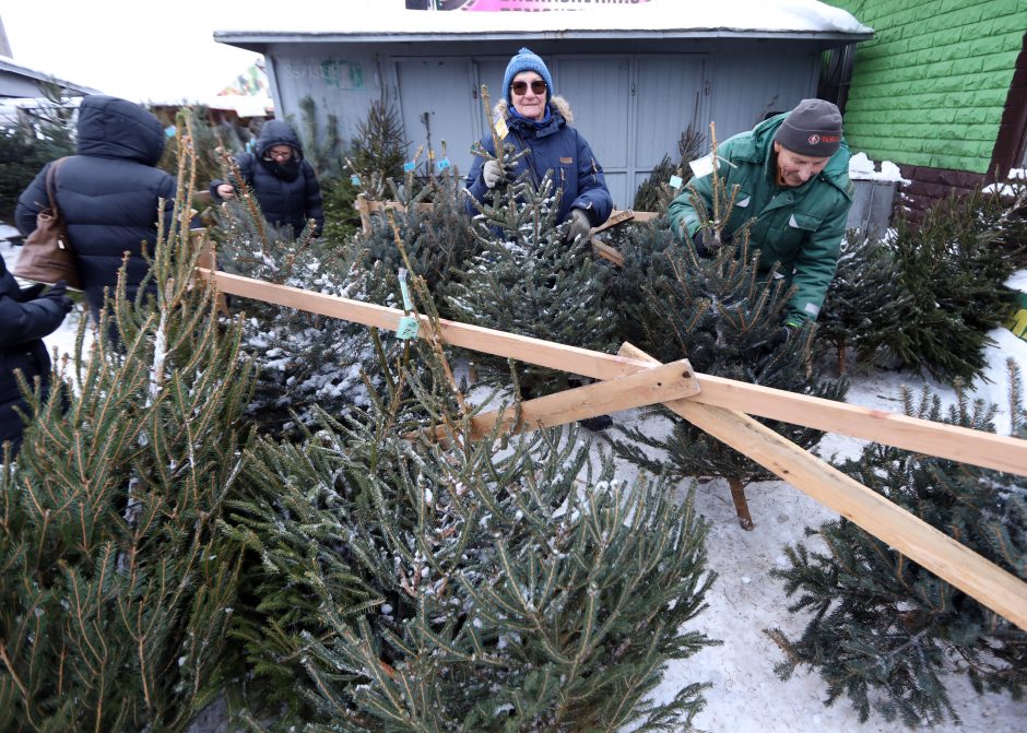 Tikros eglutės paieškos: reikia pigesnės, gražios ir talpinančios daug dovanų